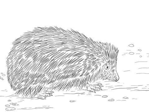 Realistic European Hedgehog Coloring Page